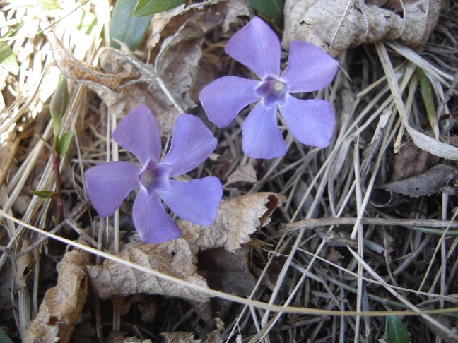 Fiori primaverili